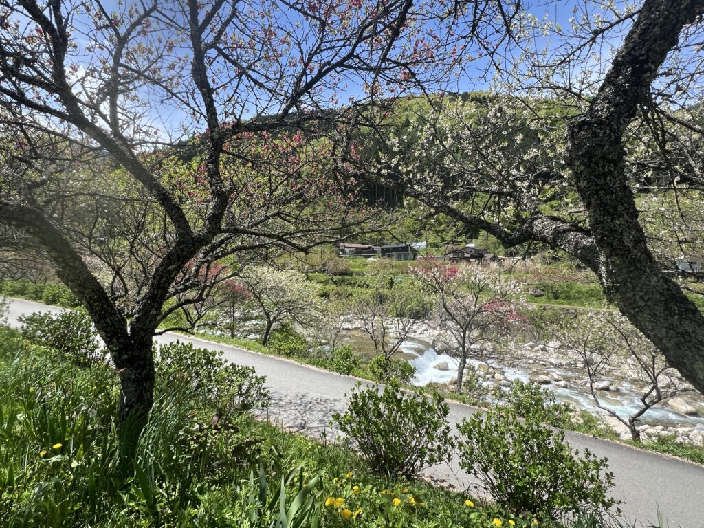 花桃